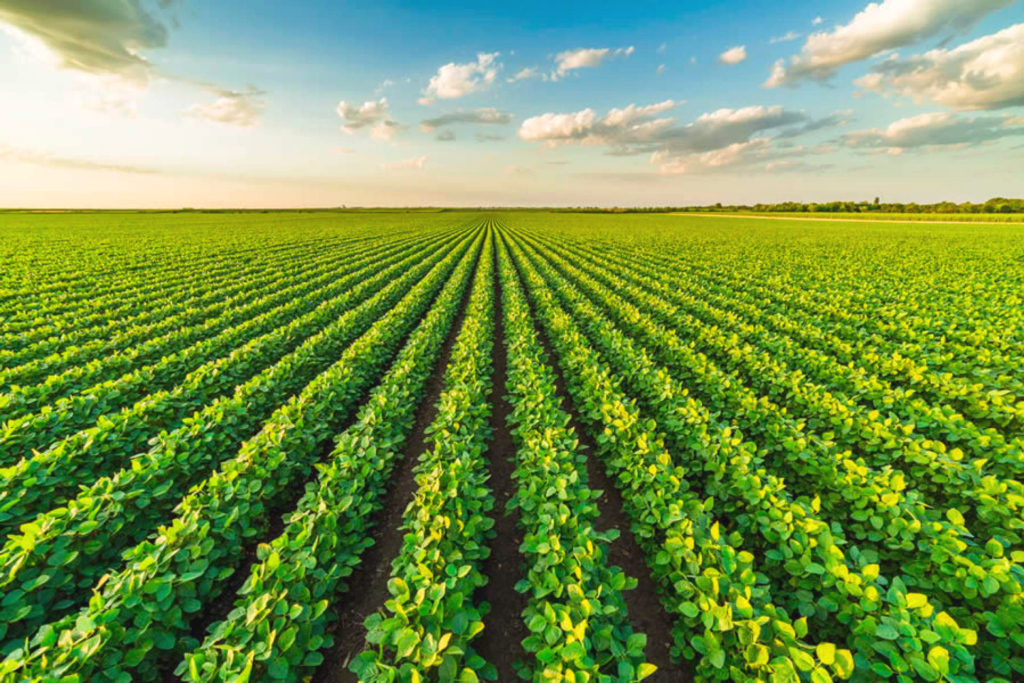 Rows of soybean crops stretching off to the horizon under a blue sky with little clouds.
